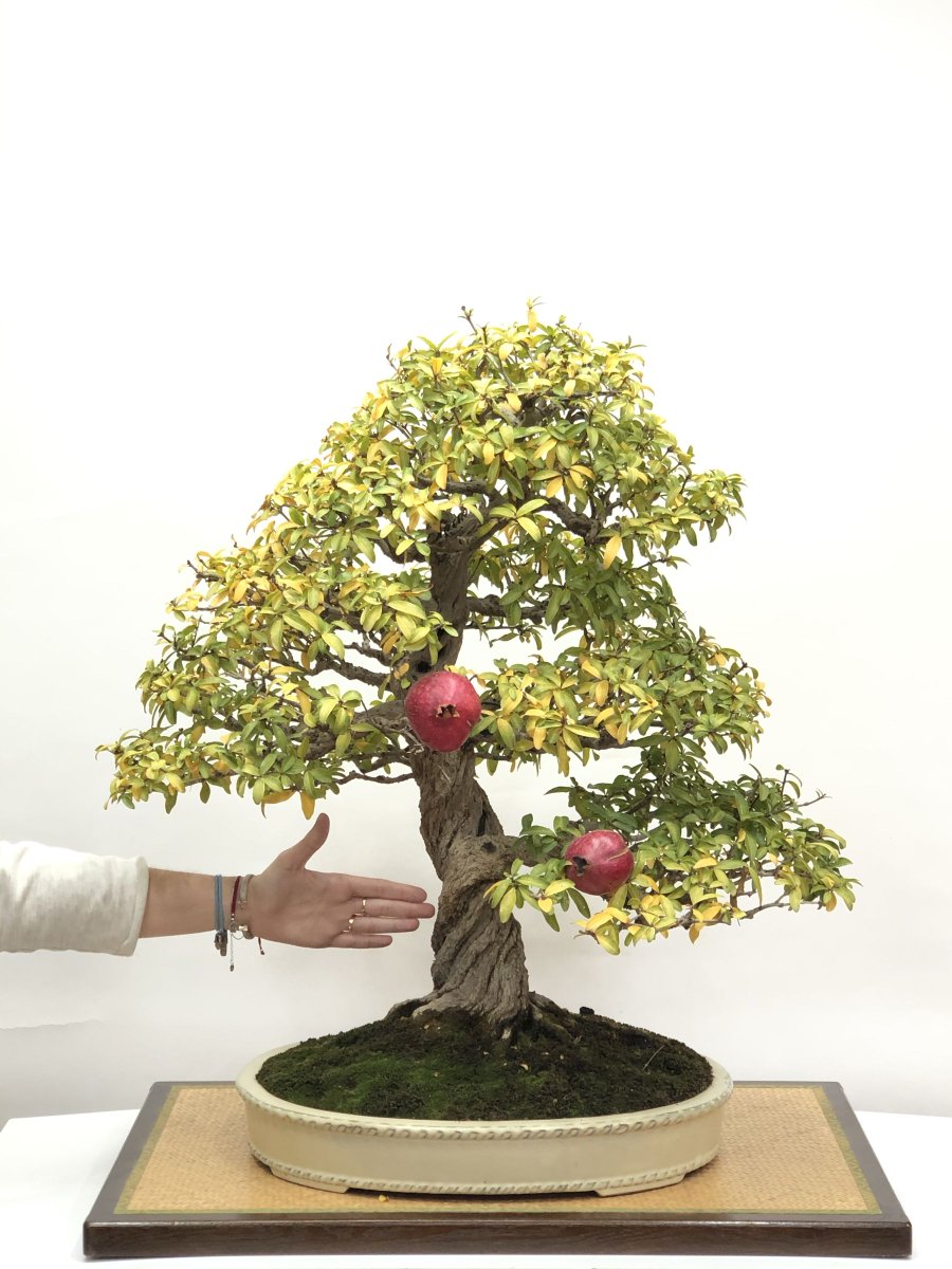 Bonsi Punica Granatum Nejikan... un gran ejemplar disponible en Bonsis La  Perla https://t.co/GfaEQBgVDX