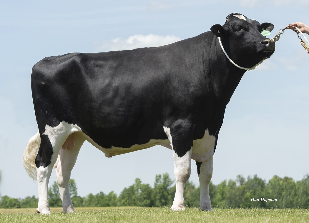 AHDB_Dairy's tweet photo. New study finds each point of our genetic index £PLI is worth £1.58 in additional margin per cow. 

This means an extra annual margin of £30,099 for a 150-head, top 10% UK herd (PLI £197) vs the same sized average genetic merit herd (PLI £70).

Read more: https://t.co/nW2xhFKkKf https://t.co/d9fGiND4f1