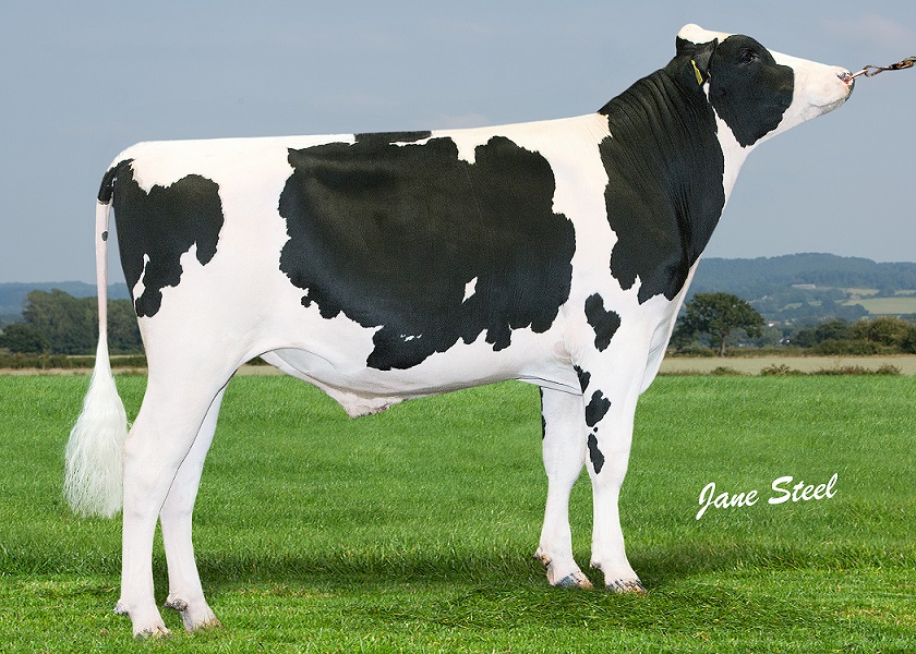 AHDB_Dairy's tweet photo. New study finds each point of our genetic index £PLI is worth £1.58 in additional margin per cow. 

This means an extra annual margin of £30,099 for a 150-head, top 10% UK herd (PLI £197) vs the same sized average genetic merit herd (PLI £70).

Read more: https://t.co/nW2xhFKkKf https://t.co/d9fGiND4f1