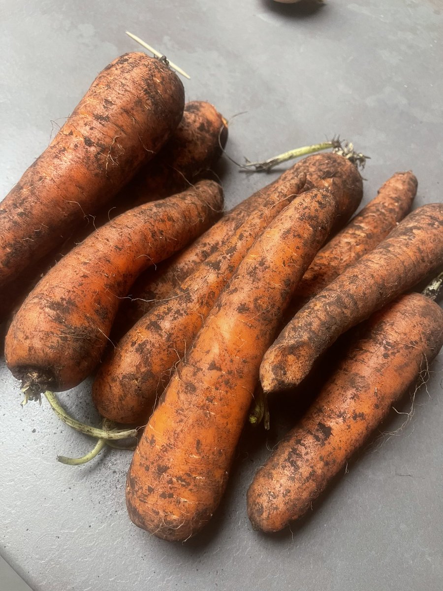 Been for a wander down the yard and rescued some carrots. They’ll do nicely with tea tonight!!#freshveg #britishfarming #winterveg #soup #Lamb #Cooks #agriculture #lancashire #freshlydug