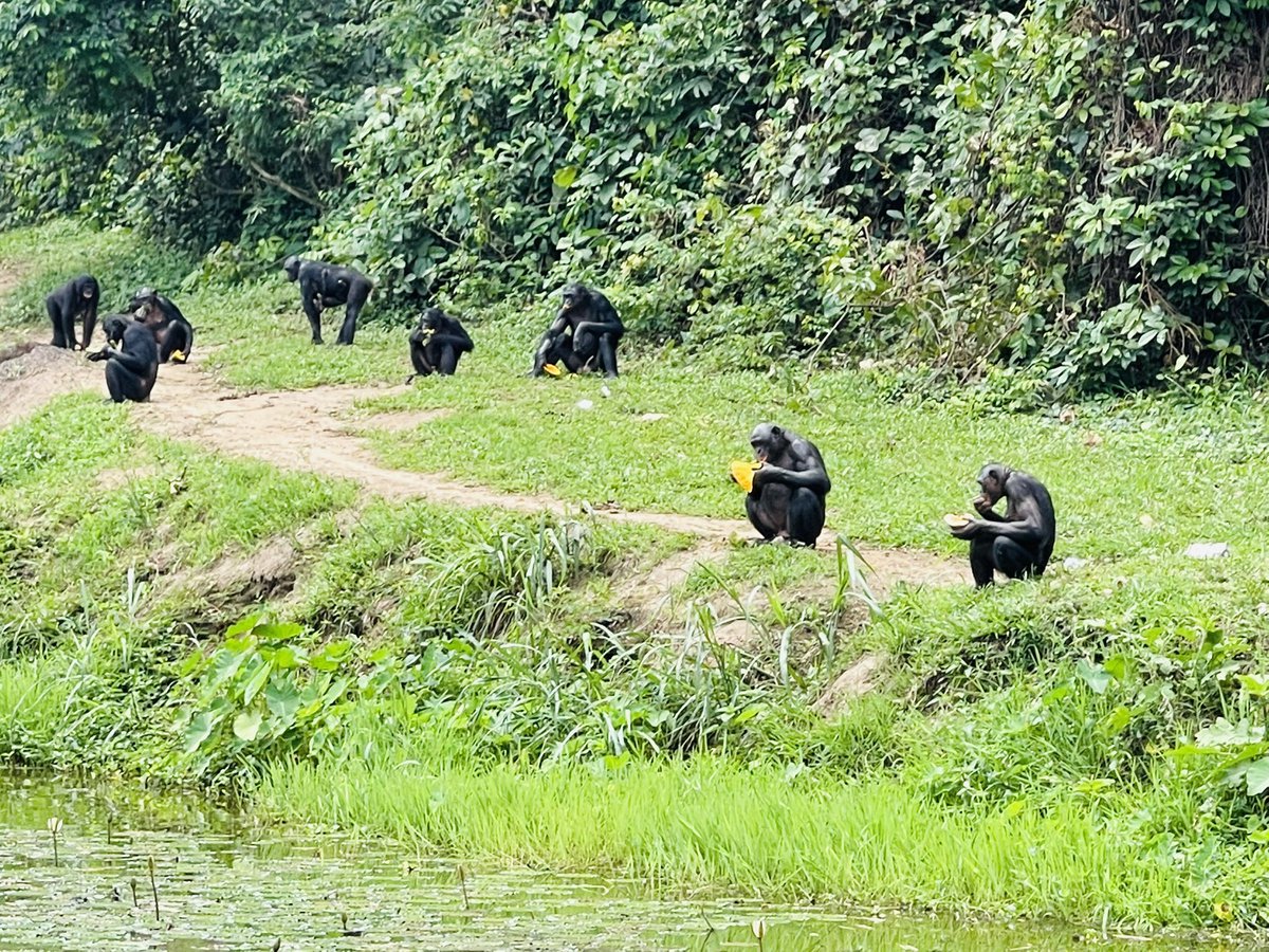 #VisitDRC today 
Explore the DRC 
#Congo