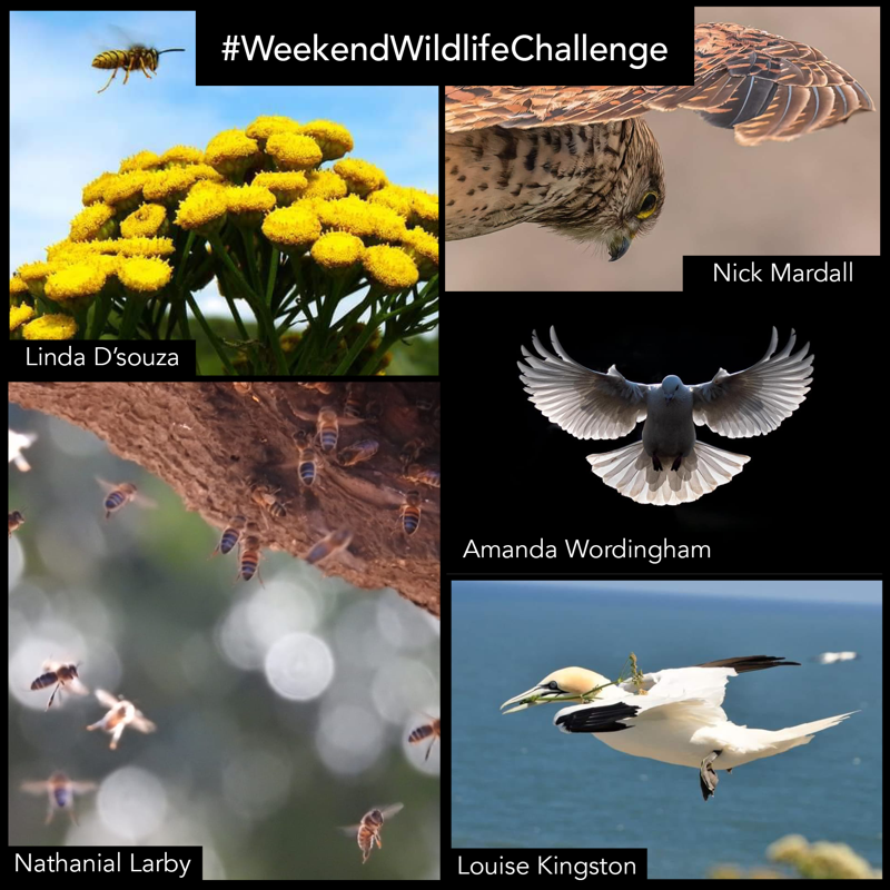 wildlifeaid's tweet photo. With such a fantastic array of in-flight images submitted for our #weekendwildlifechallenge, we've tried to include as many as possible! Well done to everyone that took part - Be sure to keep an eye out for the next one, this Saturday.
@VanessaMcM @inezlc @bikebunny1
#wildlife https://t.co/Mm6JqckOvF
