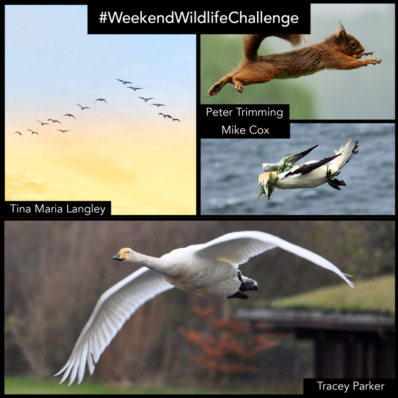 wildlifeaid's tweet photo. With such a fantastic array of in-flight images submitted for our #weekendwildlifechallenge, we've tried to include as many as possible! Well done to everyone that took part - Be sure to keep an eye out for the next one, this Saturday.
@VanessaMcM @inezlc @bikebunny1
#wildlife https://t.co/Mm6JqckOvF