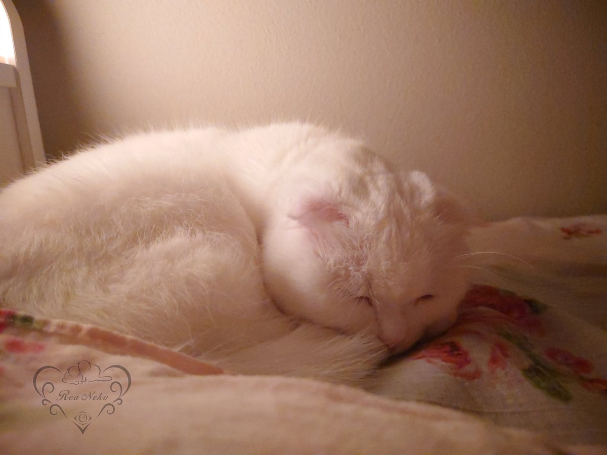 _rea_neko_'s tweet photo. このモフモフが眠気を誘う…🥱💞笑
#だきまくら　#添い寝　#スコティッシュフォールド　#ダイクロイックアイ https://t.co/WmpAtMSvPF