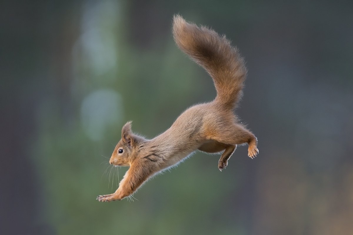 Thanks to everyone who has donated to our rewilding fund – we’re over 50% of our target! @avivauk are matching up to £50 of every donation. Your support will help create woodland corridors for red squirrels, pine martens & wood ants. avivacommunityfund.co.uk/northwoods-rew… #AvivaCommunityFundUK