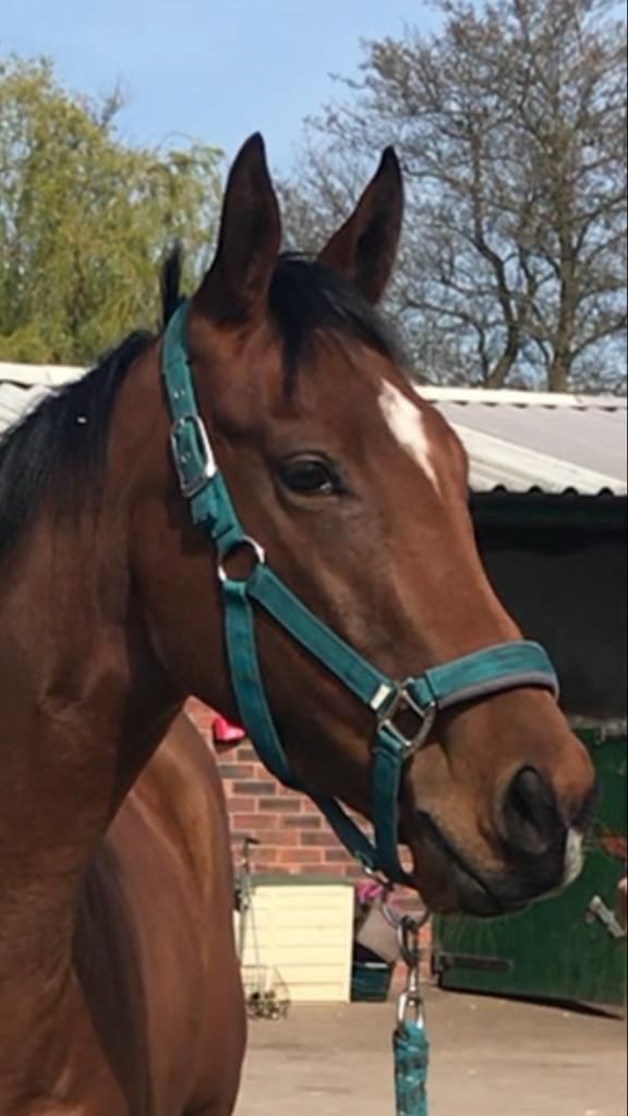haywardsport's tweet photo. Getting ready to go to @NewcastleRaces with our #TiliaCordata buzzing to have @jasonhart13 as her jockey 🏇 #TillyTime https://t.co/Devddoc0AF