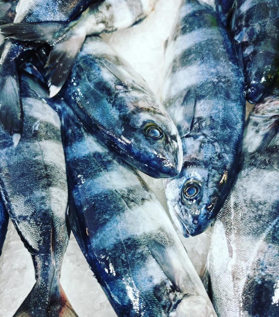LydiaECorral's tweet photo. Pàmpol, pez piloto. Así viste el pescado que utilicé para hacer mi última coca de verduras. Respondo así a quienes preguntásteis por DM.
A parir de ahora intentaré subir siempre una fotografía del pescado utilizado.
.
.
.
#pampol #pilotfish #mediterran… https://t.co/wR0JrjYqm4 https://t.co/CLmBC35krt