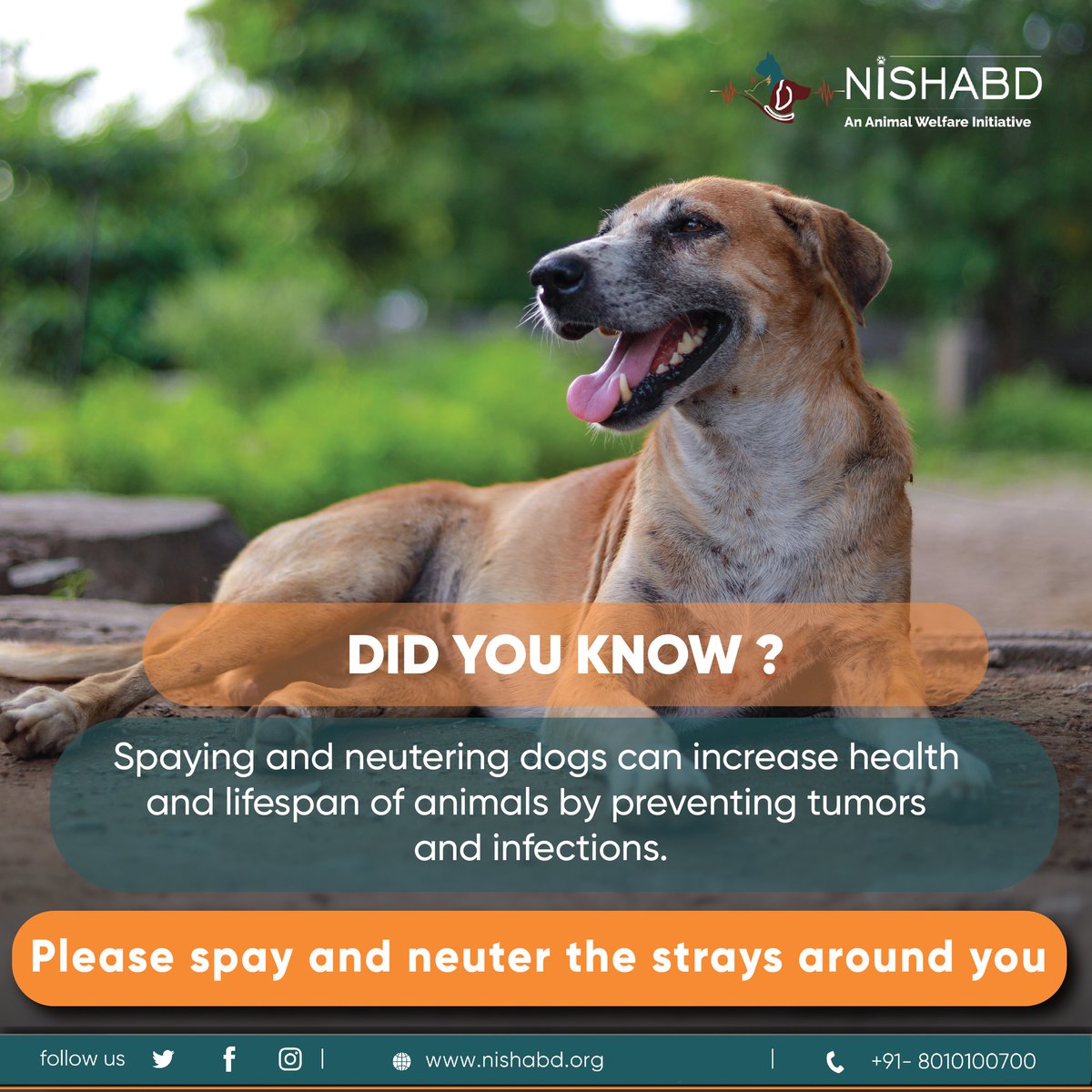 Nishabdnoida's tweet photo. An unspayed dog/cat increases the number of abandoned animals on the street. As responsible humans, we encourage you to sterilize animals and educate more people around you.

#nishabd #dogcare #unspayed #abandoneddogs #doglovers #shelter #Care https://t.co/2krtJ9NPxj