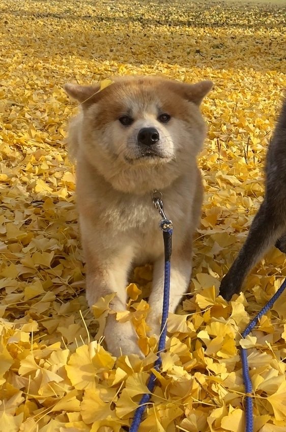 あきほ 秋田犬保存会 秋田犬会館 Akitainuho Twitter