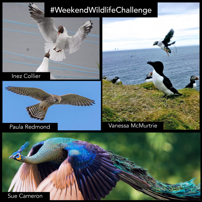 wildlifeaid's tweet photo. With such a fantastic array of in-flight images submitted for our #weekendwildlifechallenge, we've tried to include as many as possible! Well done to everyone that took part - Be sure to keep an eye out for the next one, this Saturday.
@VanessaMcM @inezlc @bikebunny1
#wildlife https://t.co/Mm6JqckOvF