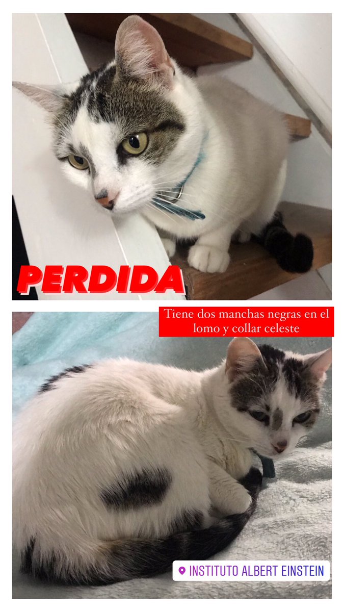 MaruDurante's tweet photo. ‼️MAR DEL PLATA‼️Zona colegio Einstein. Mi gata no vuelve a casa desde el sabado a la noche, nunca pasa tantas horas afuera. Es super buena, se deja alzar y acariciar. Por favor si alguien la ve reténganla. 
SE OFRECE RECOMPENSA. 
Por favor difundir, la extrañamos mucho ♥️ https://t.co/LCs8oA0VrI
