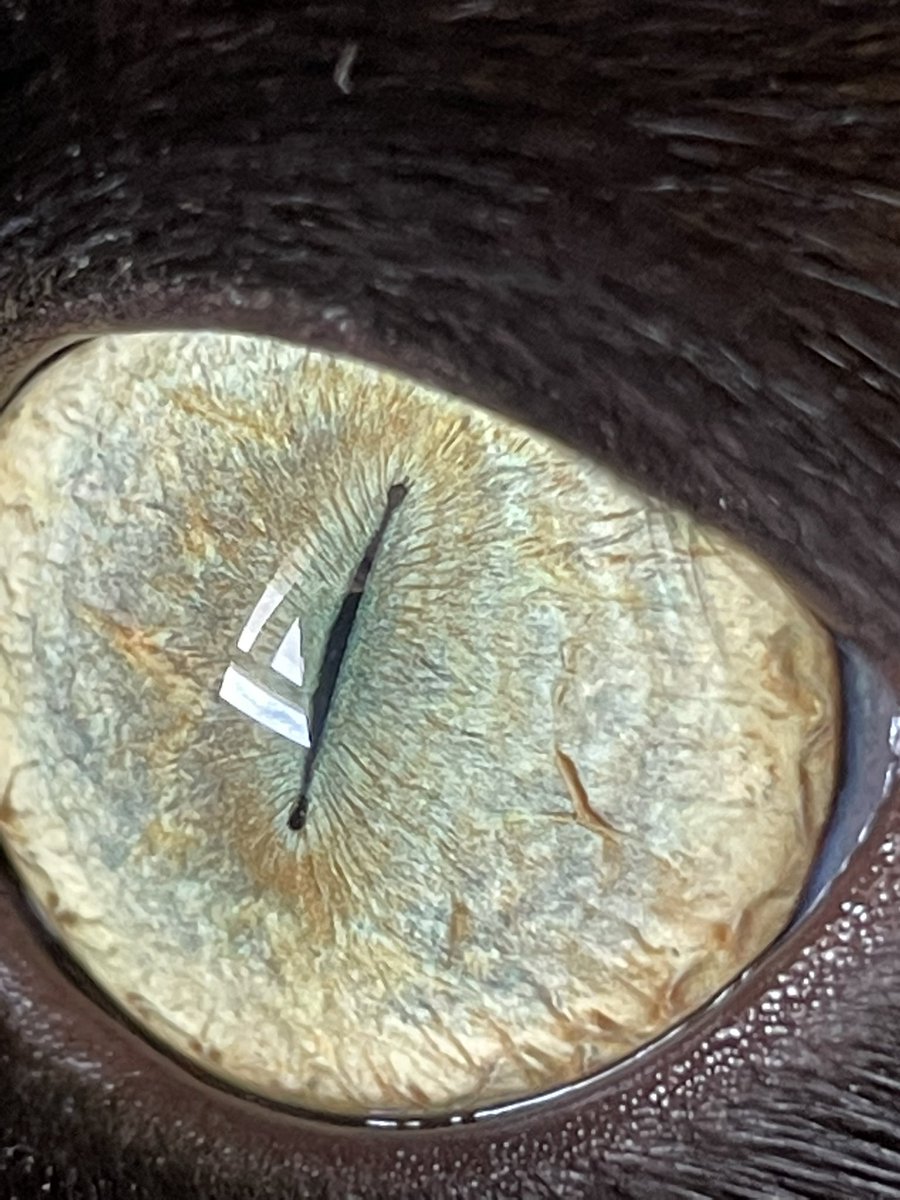 Took this photo of my cat’s eye with my iphone
