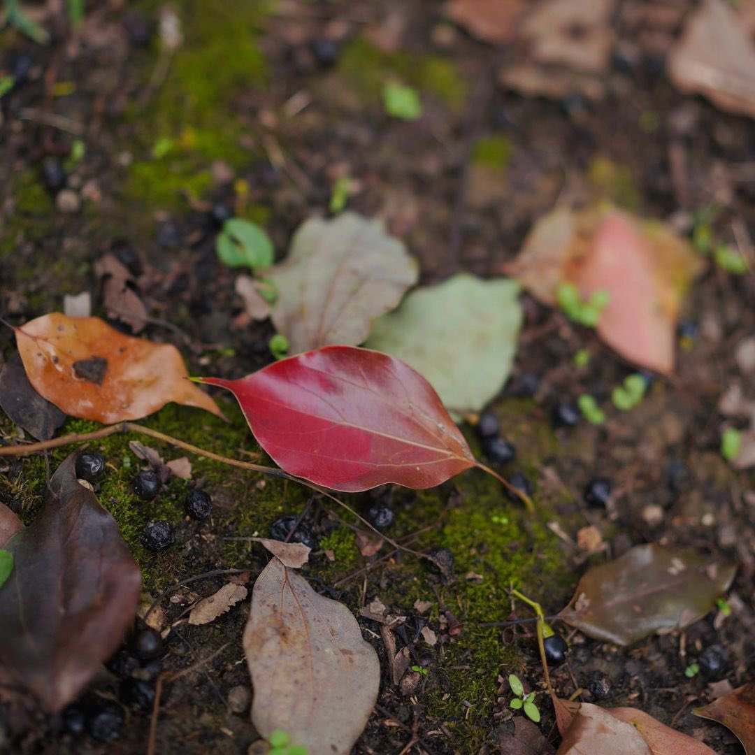 JUNZHUI's tweet photo. Although this season is usually depicted by the end of a love story, I am actually wishing for the other way around. May new love grows as bold as the red leaves and everlasting just like the gold ones. https://t.co/rfG8AUyteT