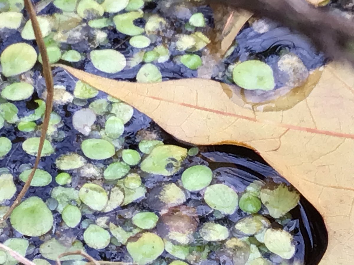 Outdoor Ed tweet media