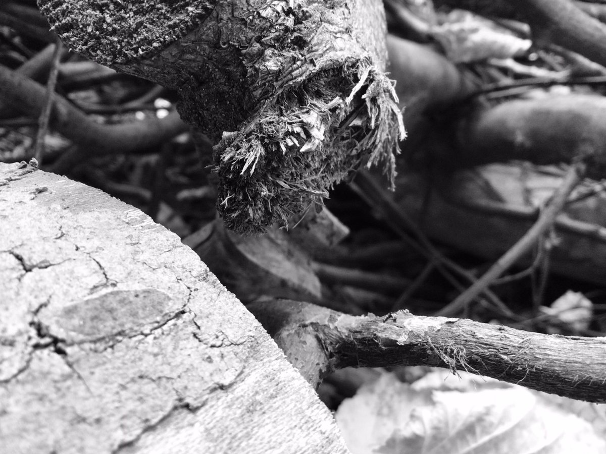 Outdoor Ed tweet media