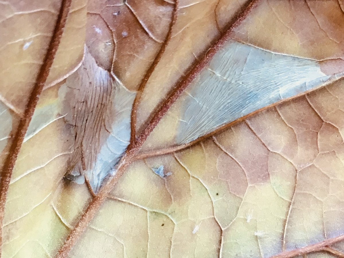 Outdoor Ed tweet media