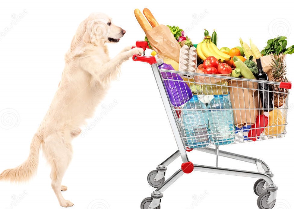 Можно ходить с собаками в магазин. Тележка для собак. Собака в тележке для продуктов. Собака с тележкой в магазине. Животное с тележкой в магазине.
