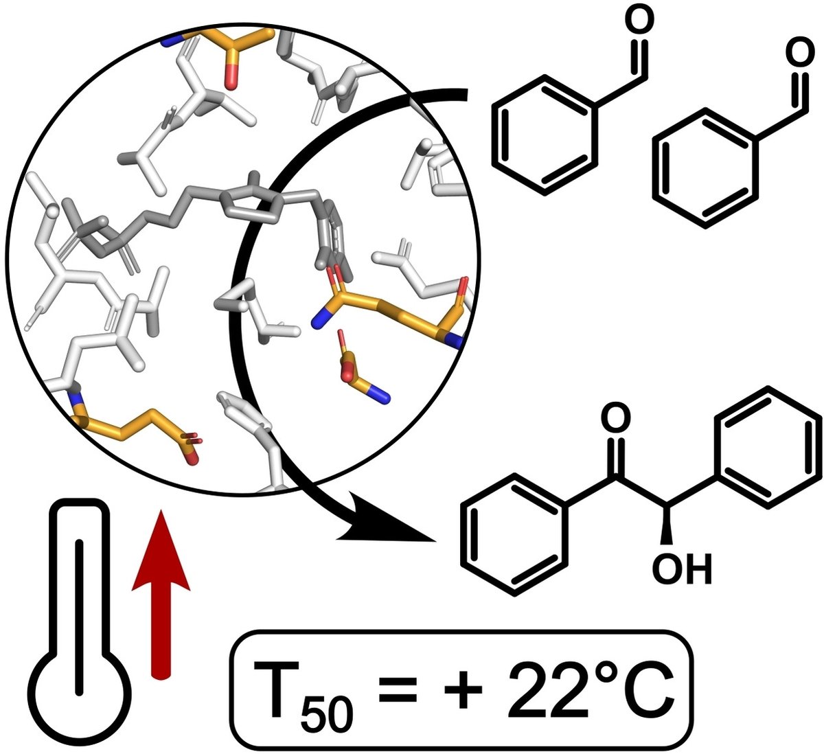 Check out this article from ChemBioChem titled "Modeling-Assisted Design of Thermostable Benzaldehyde Lyases from Rhodococcus erythropolis for Continuous Production of α-Hydroxy Ketones."

Read here: ow.ly/MqfO50GIvwL

#OpenAccess 
(Rabe) <a href="/NiemeyerLab/">Niemeyer-Lab</a>, <a href="/RabeKersten/">Kersten Rabe</a>