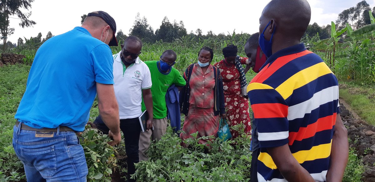 Farmers' Potato Academy (FPA) in Rwanda tweet media