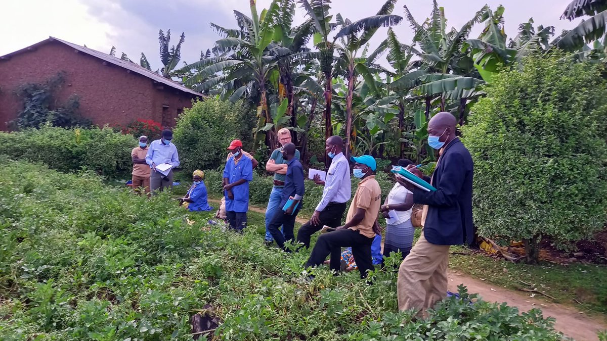 Farmers' Potato Academy (FPA) in Rwanda tweet media