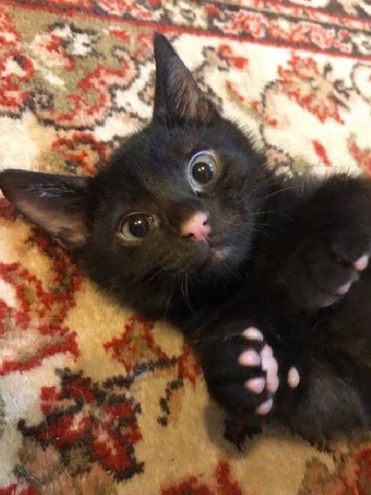 Todo Dia Gatinhos 🐾 tweet media