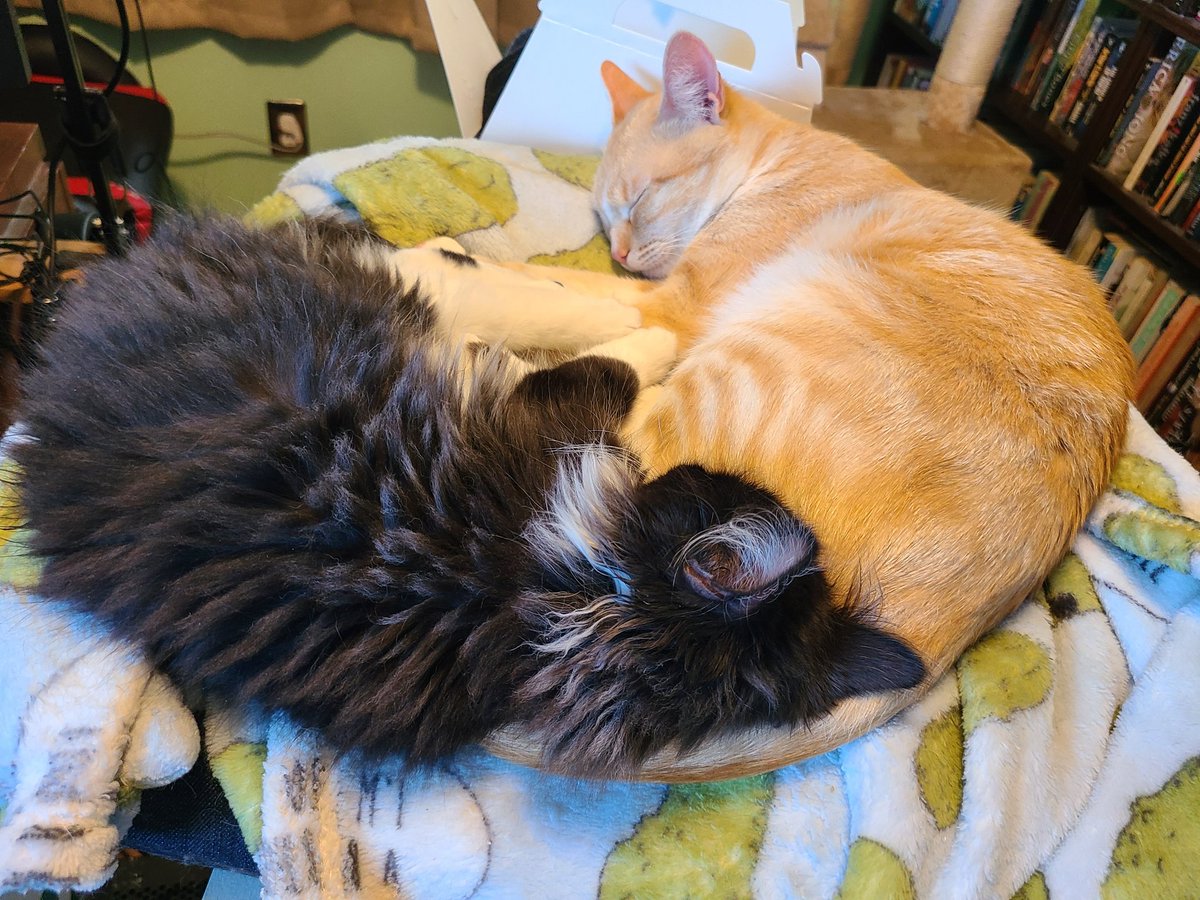 ari jarvis tweet media