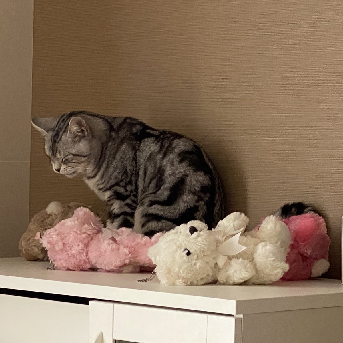 🐈‍⬛くうちゃん♂ (@Kuuchan_0614) / Posts / X