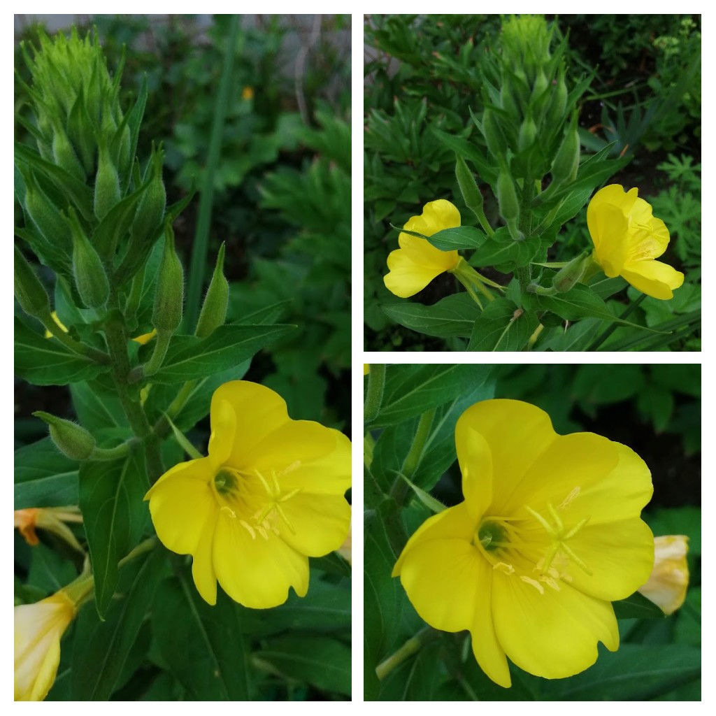 Evening Primrose (Oenothera biennis) for today's letter 'E'.
@garden_chamber 
#AlphabettyBlooms 
#gardening
