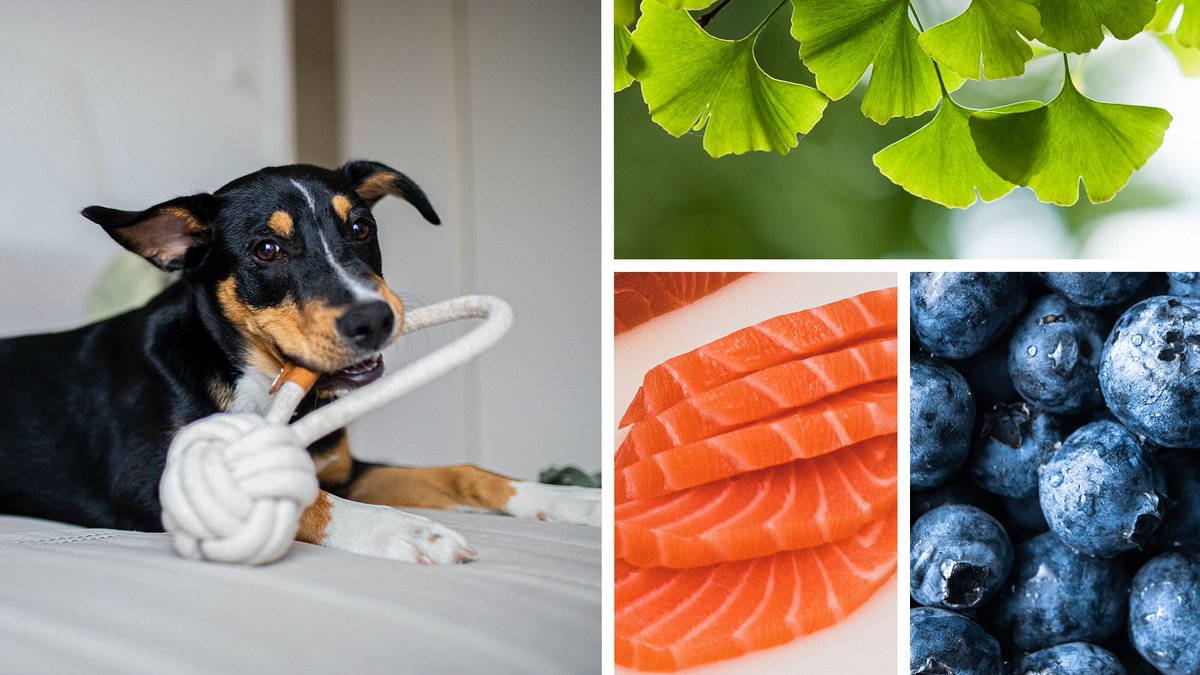 While both alpha-lipoic acid &amp; alpha-linolenic acid play their part in keeping our pets leaping &amp; bounding, one is likened to the fountain of youth, encouraging mental sharpness well into the senior years. Find out>> buff.ly/3sInkoU #agingdog