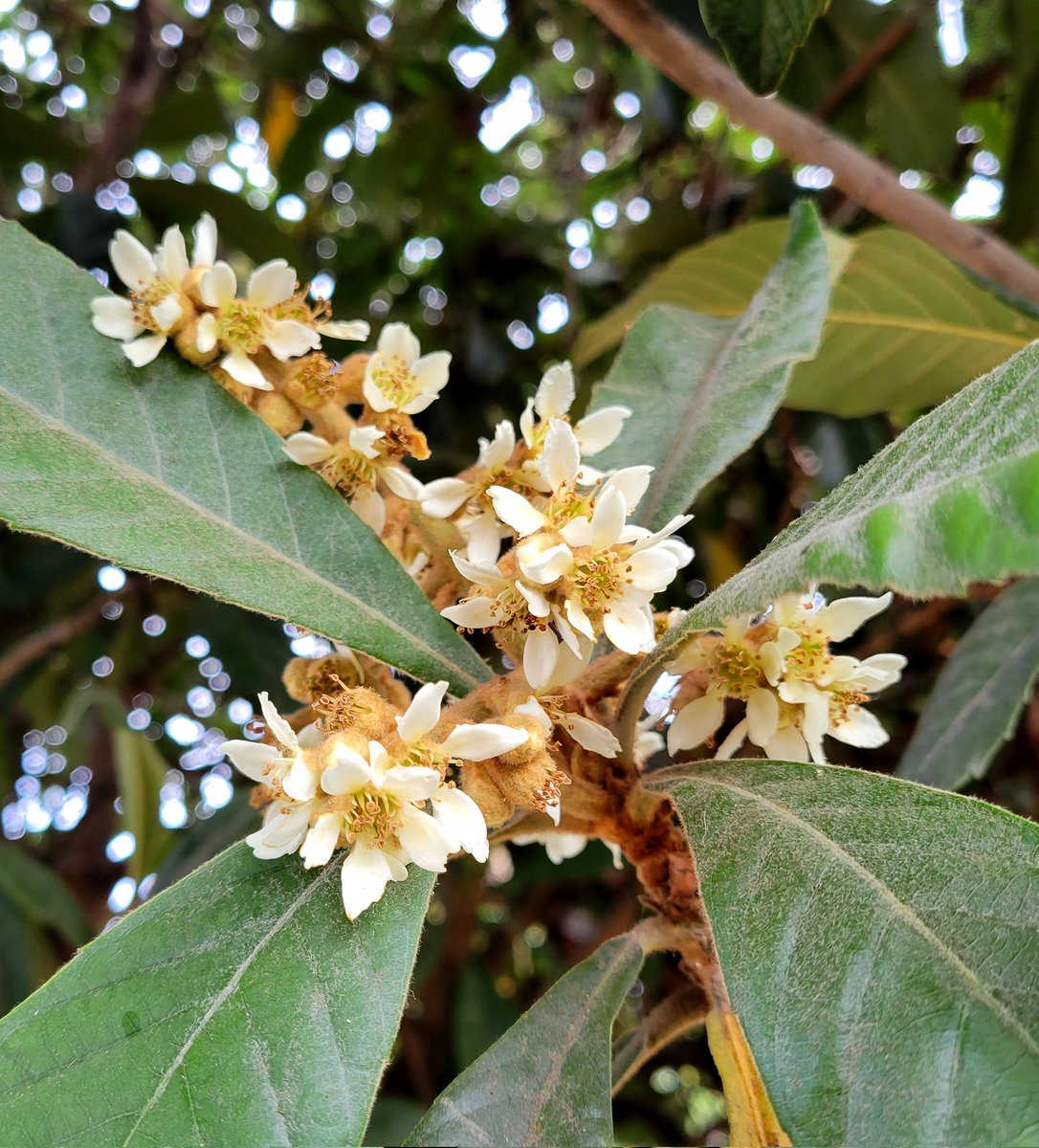 Loquat blossoms. #garden #gardening #flowers