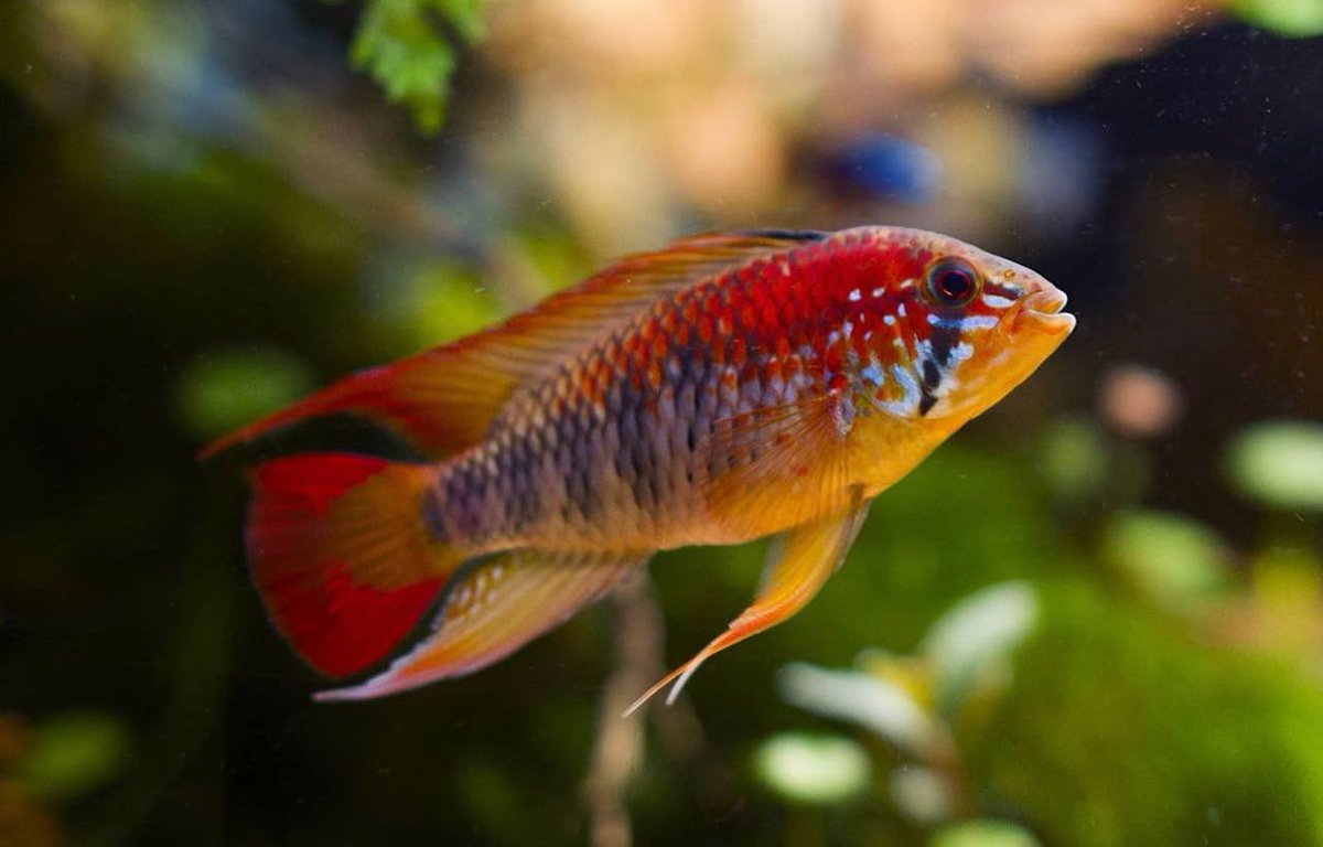 seachem's tweet image. A beautiful apisto bred by @rosehipscapes (IG) she keeps the water conditioned with Prime.