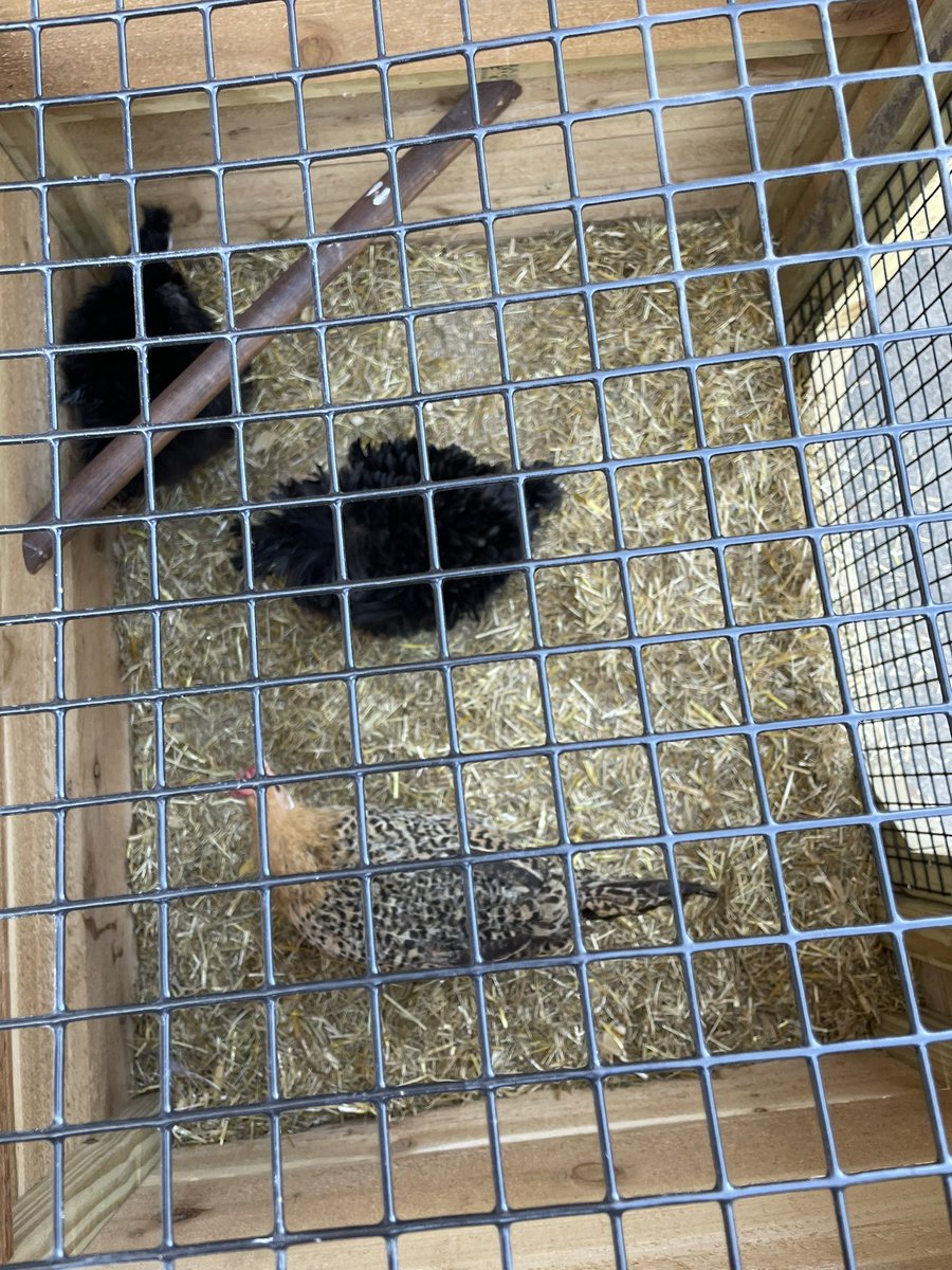 mrskissamis's tweet photo. First Graders learning about chicken life @BlackBearkats @garden_hen https://t.co/LYIVKbqYBF
