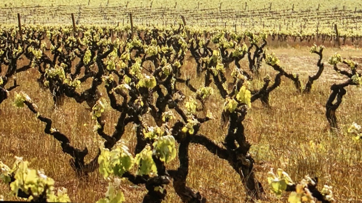 Loving hearing how <a href="/familiatorres/">Familia Torres</a> are working hard to champion ancestral varieties 👏 🇪🇸🍷