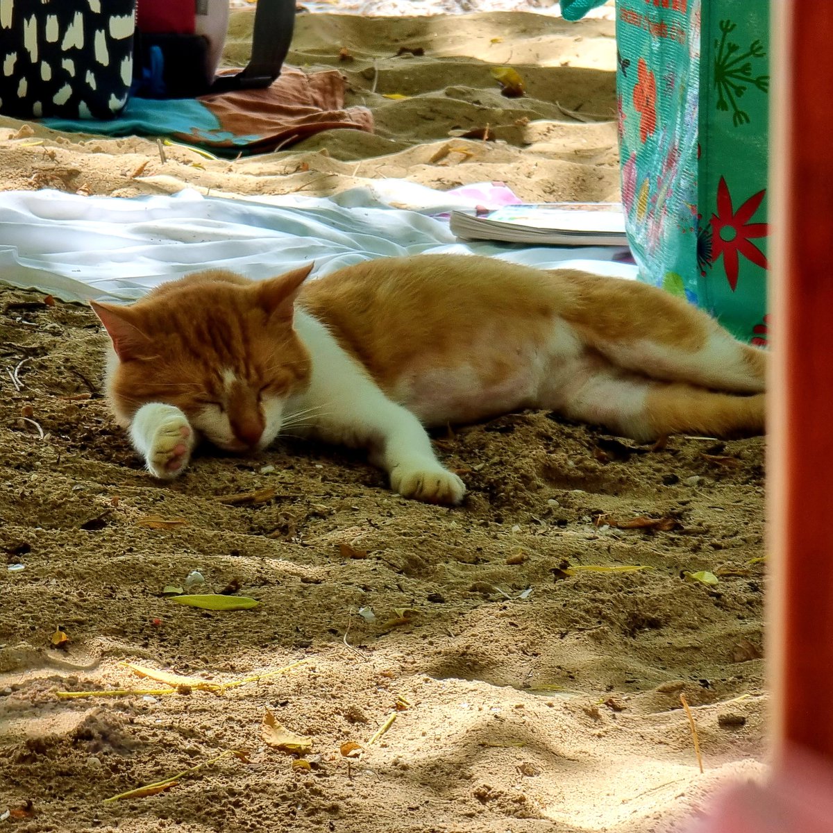 Léandre #UneSaisonAuxAbeilles tweet media