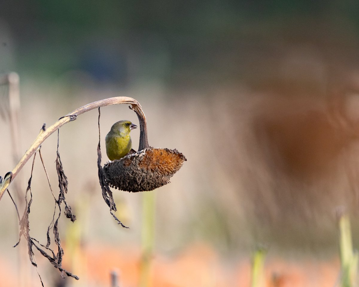 An enjoyable afternoon at #Dartsfarm watching the #finches feed on the sunflower seeds with a backdrop of the colourful pumpkin fields @RSPBExeEstuary #wildlifephotography @Natures_Voice @CanonUKandIE