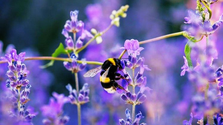 📢To protect Ireland's #planthealth status, importers must notify us of the arrival of certain plants from the #EU, including high risk #Xylella host plants like: 🌳Lavender 🌸Oleander 🪴Rosemary 🫒Olive ✍️Download form gov.ie/en/collection/… ➡️📩plantandpests@agriculture.gov.ie