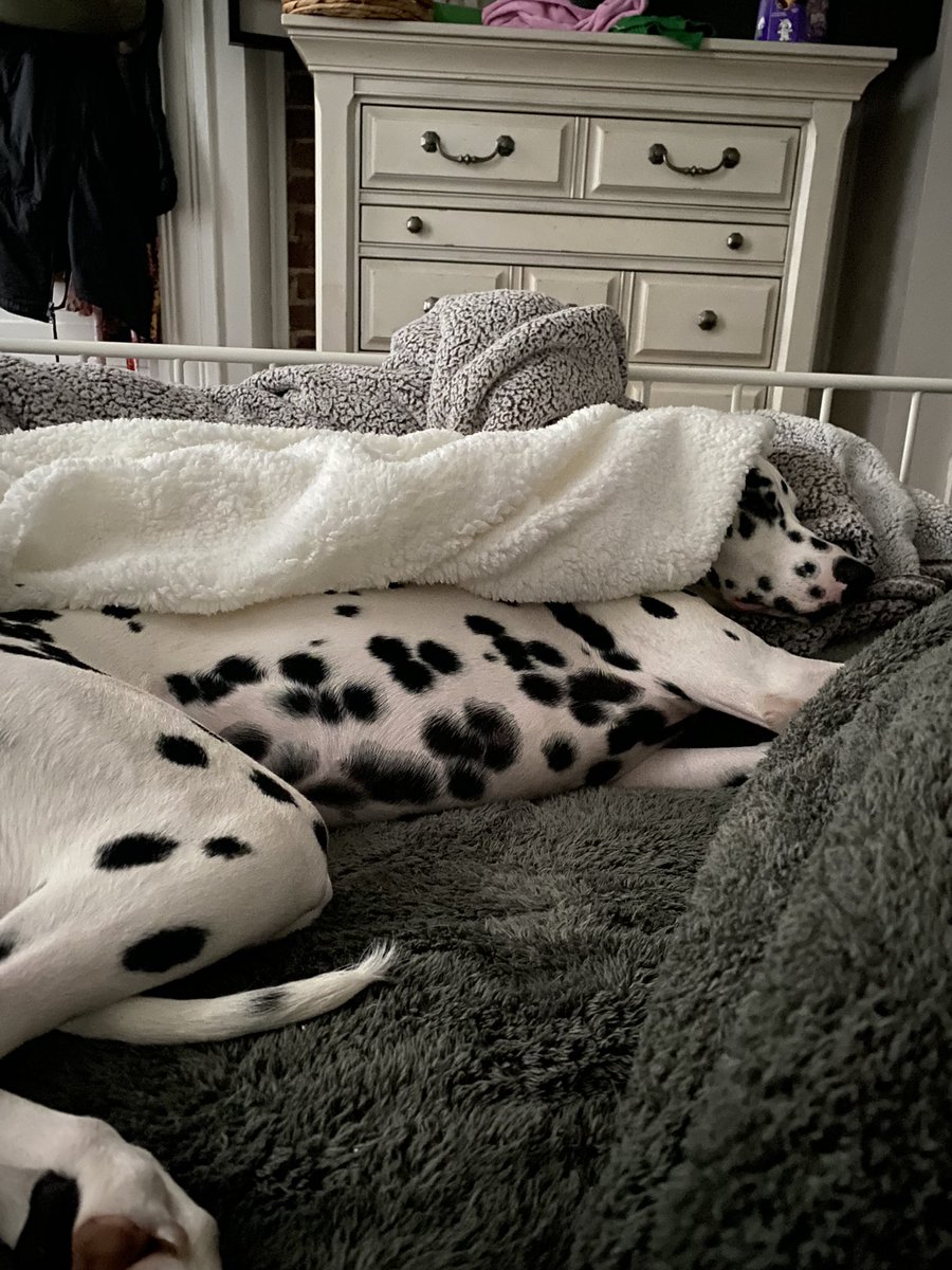 Jilly_Flynn's tweet photo. I can’t believe I wake up before my dog now https://t.co/NIgwil7mQ7