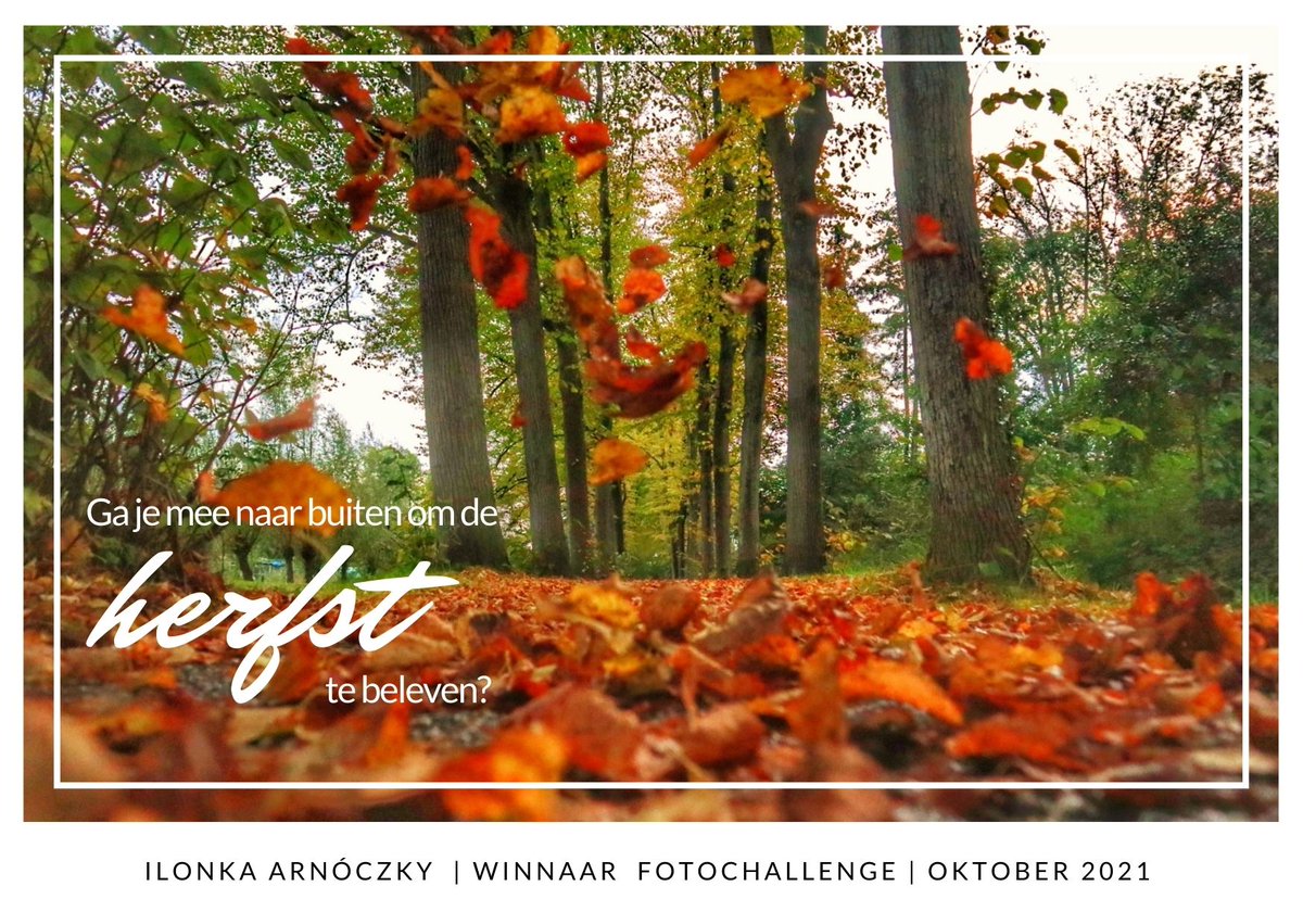 WelzijnAlbl's tweet photo. Ilonka Arnóczky is de winnaar van de oktober fotochallenge, ze maakte deze prachtige foto tijdens een herfstwandeling! #bewegen #wandelen #fotochallenge #AlblasserdamBeweegt #abcteam https://t.co/c4JQ7Czbzh