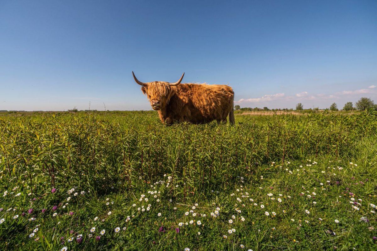 Zin om er komend weekend lekker op uit te trekken? 
Dit zijn de excursies op Tiengemeten: 
* Wandeling met snert (zaterdag 13 november)
* De Schotse hooglanders op Tiengemeten (zondag 14 november)
 
Ga je ook mee? Schrijf je snel in; vol = vol!
natuurmonumenten.nl/tiengemeten/ag…

#eropuit