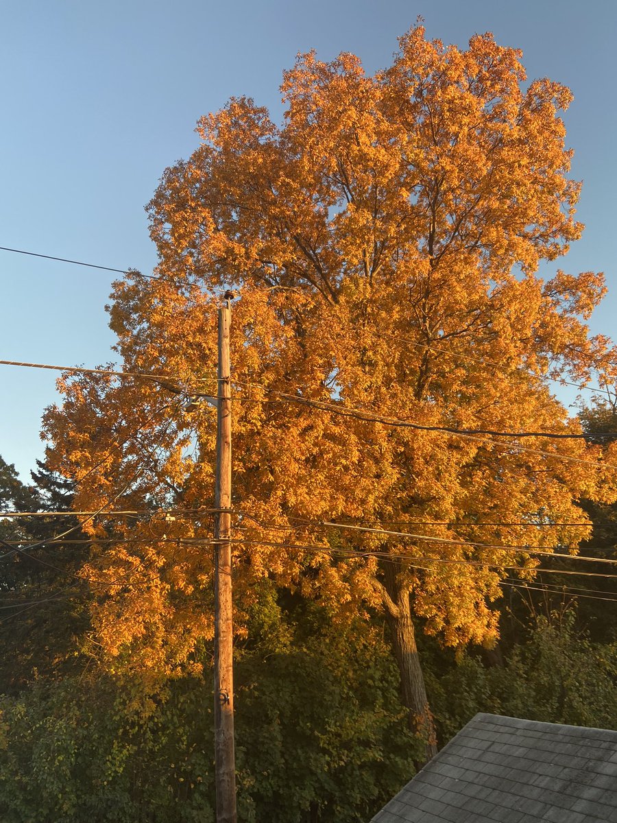 BBBS Foundation tweet media