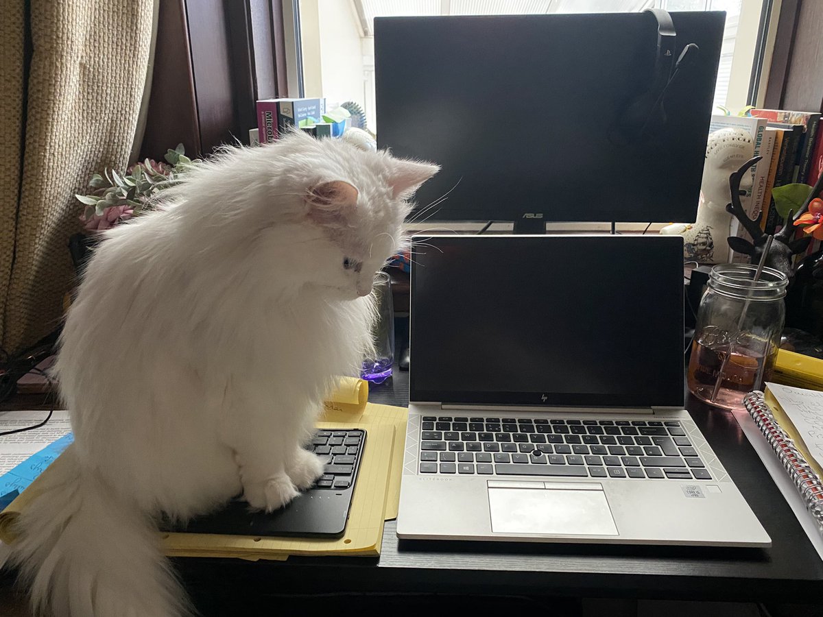 How to… stop the cat from standing on your laptop and sending half written email responses 😂 Money well spent. #workingfromhome #CatsOfTwitter