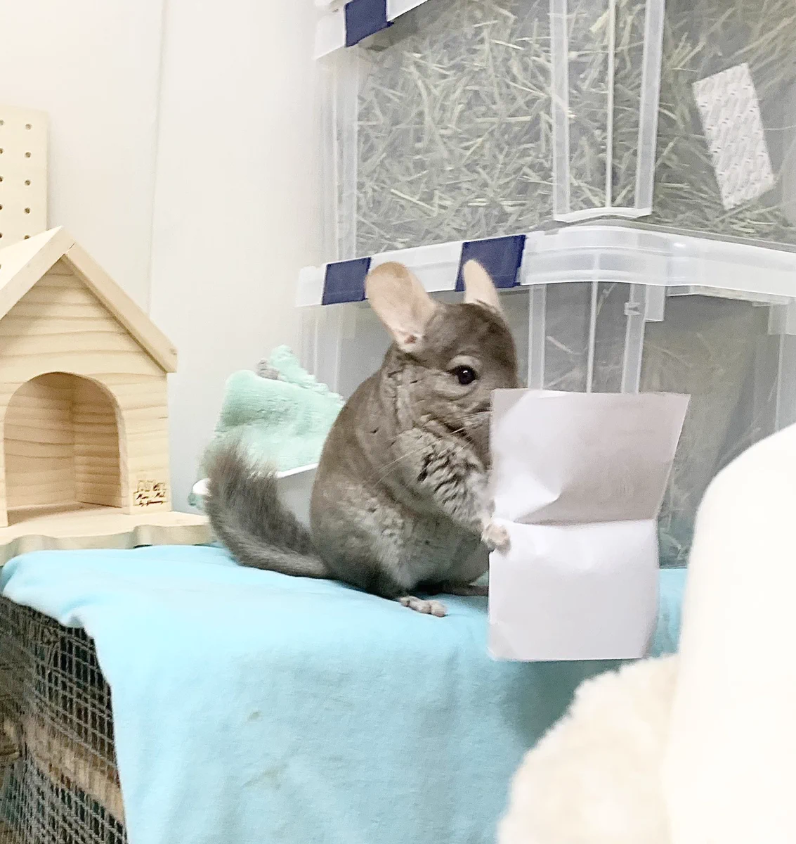 賢いなぁｗｗ飼い主の代わりに説明書を読んでくれるチンチラ！