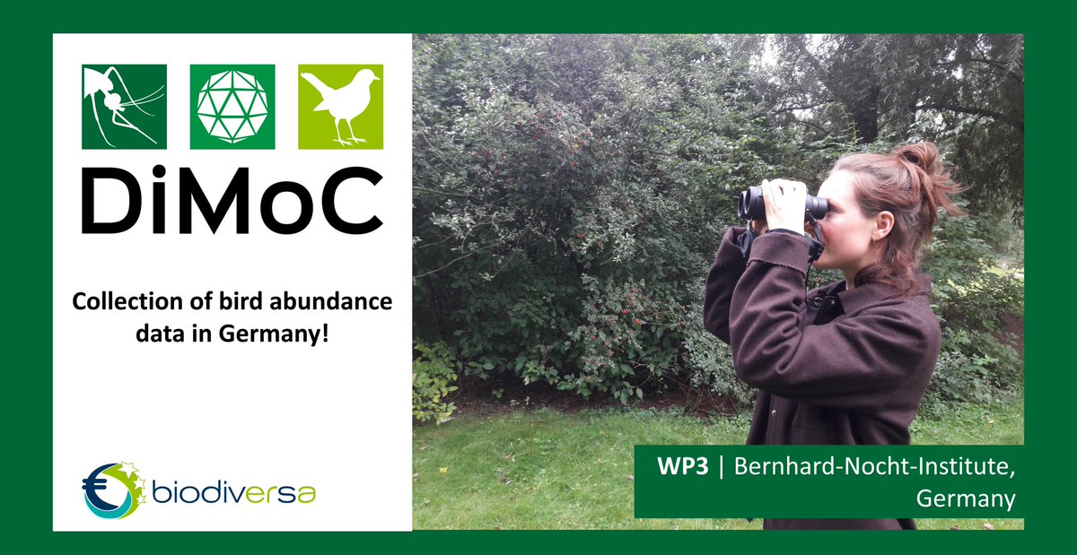 DiMoC (@dimoc11) on Twitter photo Collecting bird abundance data to further understand the connection between host-diversity and the circulation of Usutu virus or West Nile virus in Germany.
Now in autumn the host diversity decreases as many birds migrate to the South.
@BNITM_de <a href="/BiodivERsA3/">BiodivERsA3</a>
#birds #diversity Collecting bird abundance data to further understand the connection between host-diversity and the circulation of Usutu virus or West Nile virus in Germany.
Now in autumn the host diversity decreases as many birds migrate to the South.
@BNITM_de <a href="/BiodivERsA3/">BiodivERsA3</a>
#birds #diversity