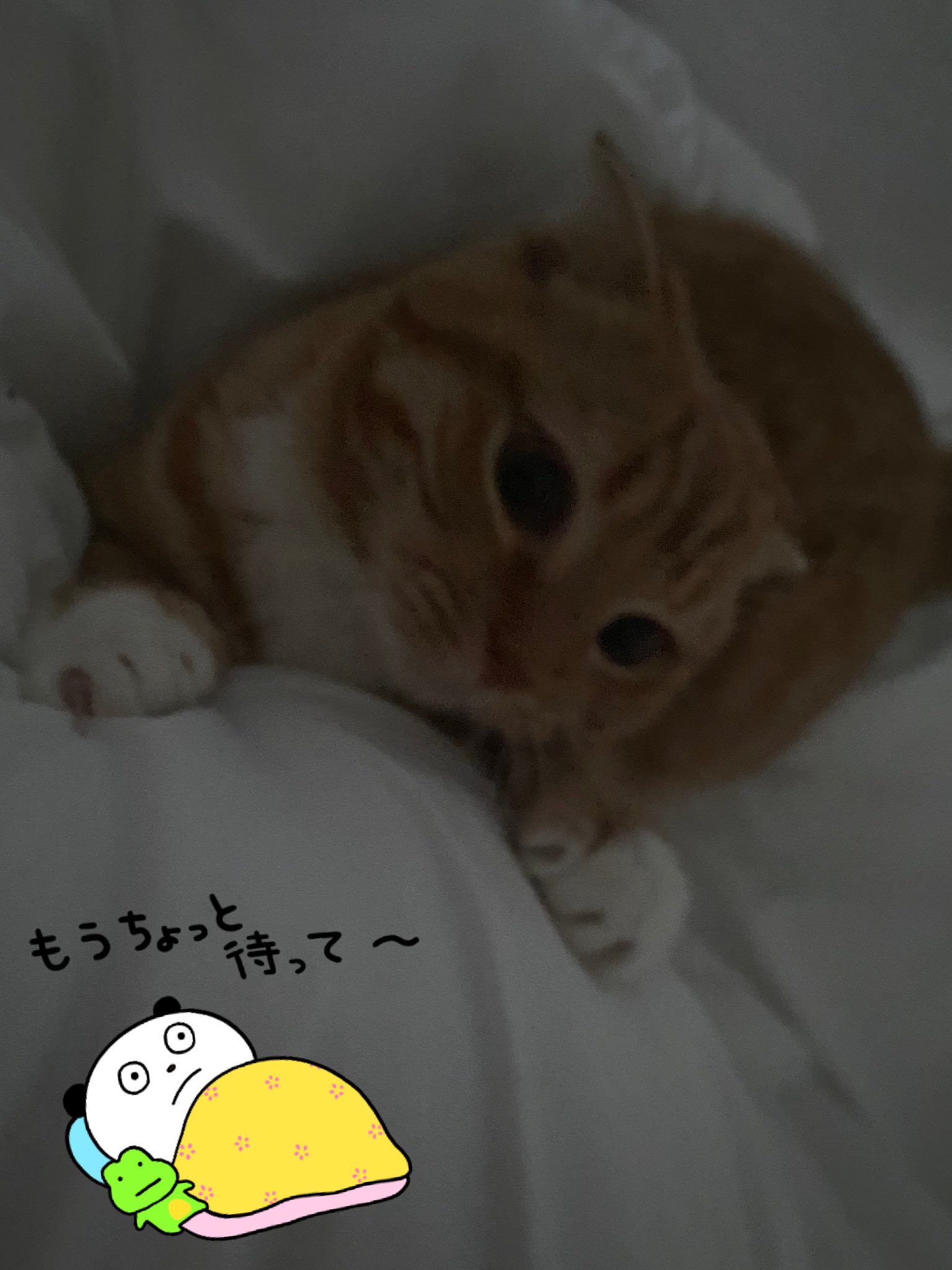 いつもいっしょに寝てます Twitter Search Twitter