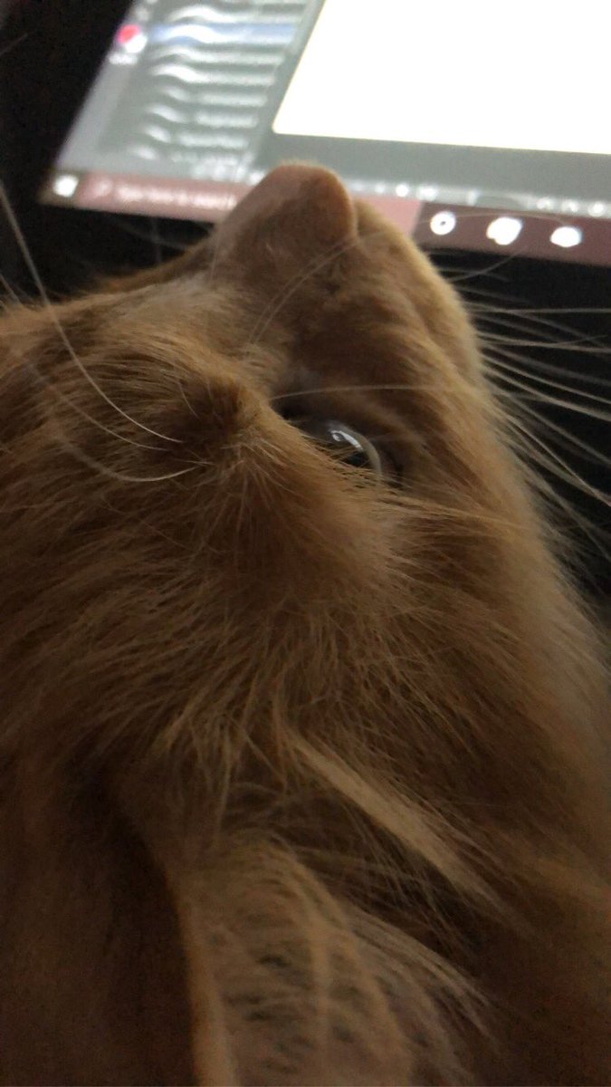 ScreamingSassy's tweet image. am an artist, very harde workinmg!
#CatsOfTwitter