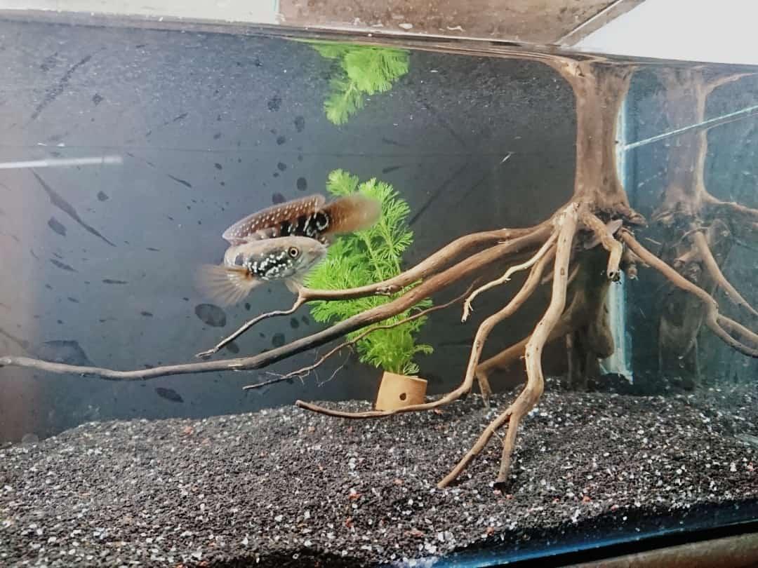 Sekecil debu pun
jika itu pemberian
Tuhan
untuk kita
Semua akan
terasa cukup
jika kita
mampu
menerimanya....