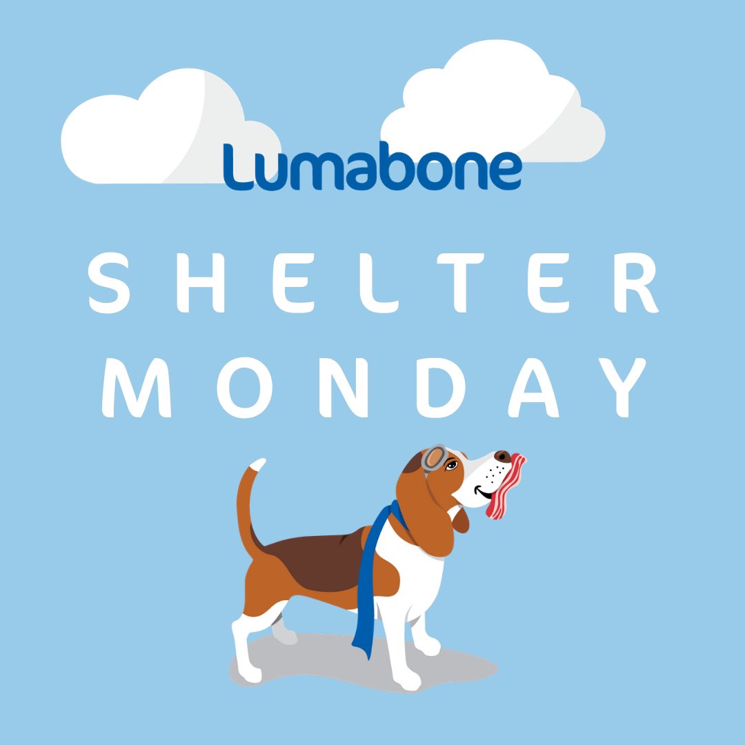 chewlumabone's tweet photo. SHELTER/RESCUE GIVEAWAY

We’re giving away 5 Lumabone donation boxes. 

To enter:
💙 Follow us and like this post
💙 Nominate 1 dog non-profit to win
💙 Must be in the USA for shipping 

Winners will be randomly selected &amp; announced in the comments ⬇️ on 11/9. https://t.co/bWWtl1sOfE