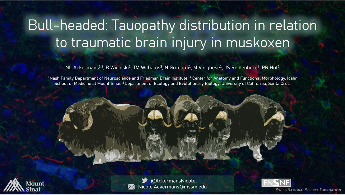 AckermansNicole's tweet photo. I am presenting at the Society for Neuroscience annual conference #SfN21 today!
Come to my poster and learn about traumatic brain injury in headbutting animals today at 15:15 EST in the Animal Models I session https://t.co/KzqrP1in0m