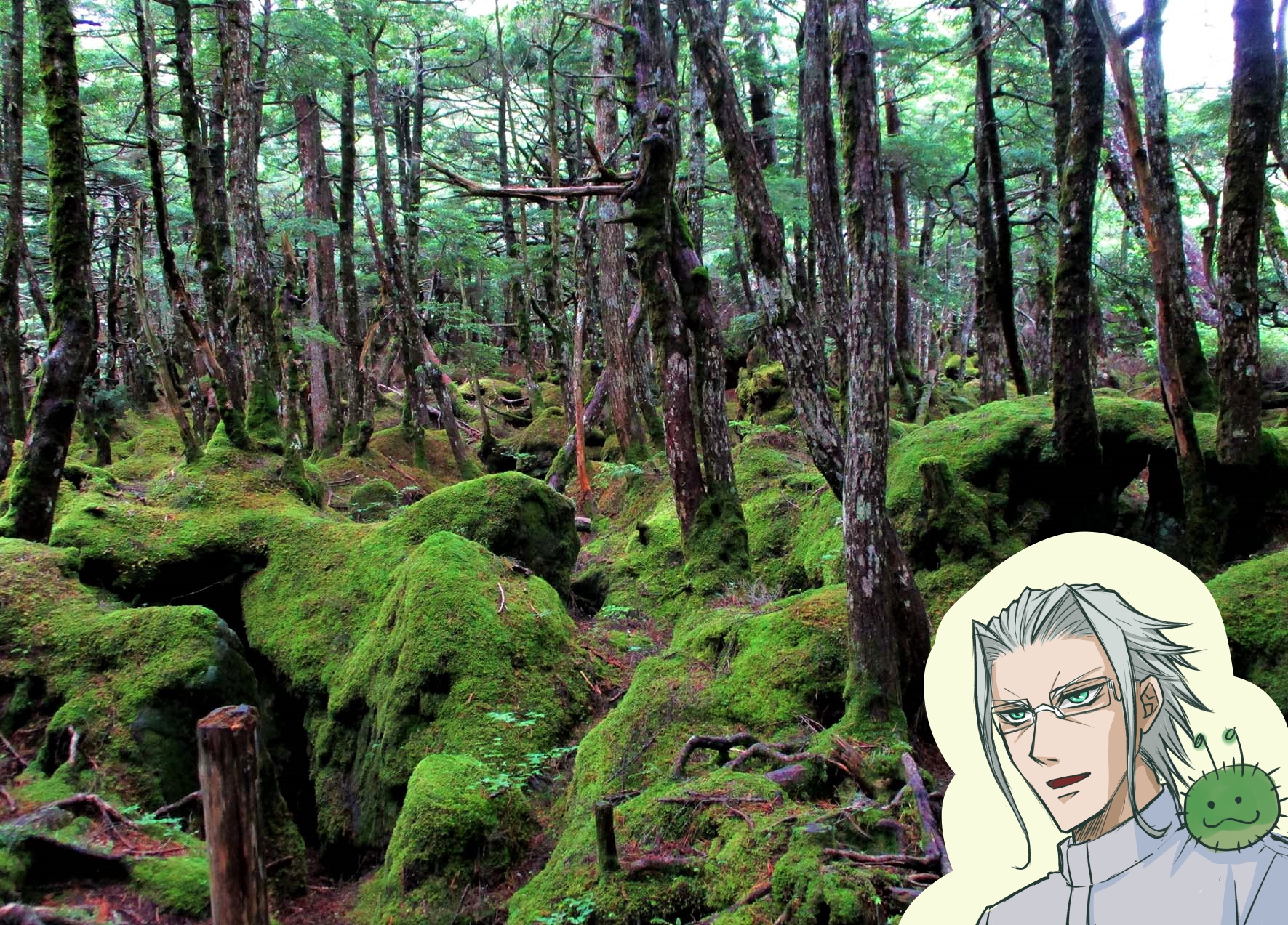 コケまる　14種21点 コケ丸【公式】 (@kokemaru001) / X