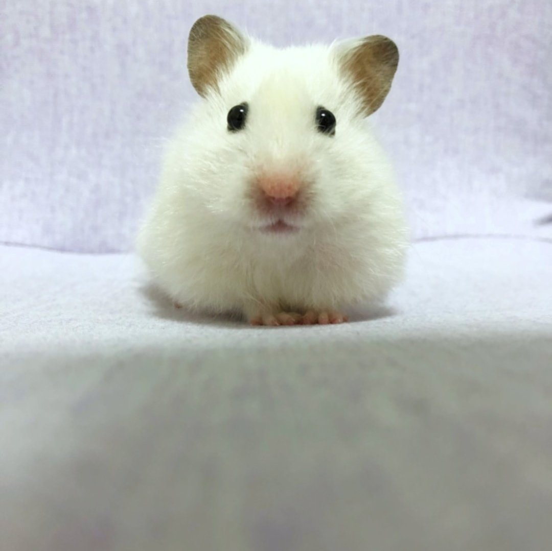 tofusora_ham's tweet photo. 私がだいすきな写真🐹💗 https://t.co/odSXHOCBMJ
